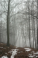 cesta