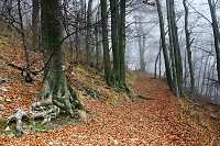 v�zajet��podzimn�ch�mlh