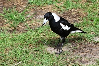 Magpie