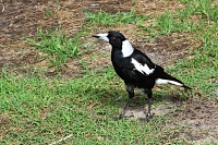 Magpie