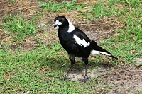 Magpie