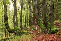 kru�nohorsk�bu?iny