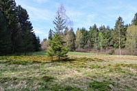 Mechovlouka